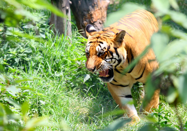 Bardia National Park 