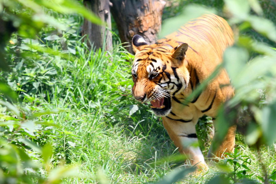 Bardia National Park 