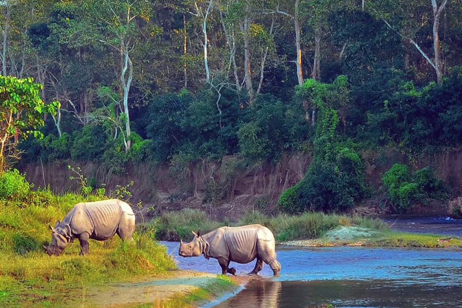 Jungle Safari